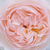 Roz - Trandafir englezesti - Ausreef